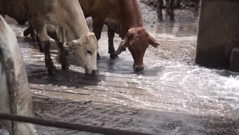 close up of cow cattle drinking water in the farm during summer heat