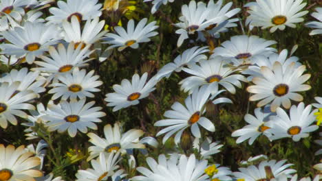 Daisies-in-the-Namqualand,-Northern-cape