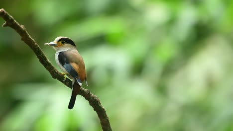 Silberbrust-Breitschnabel,-Serilophus-Lunatus