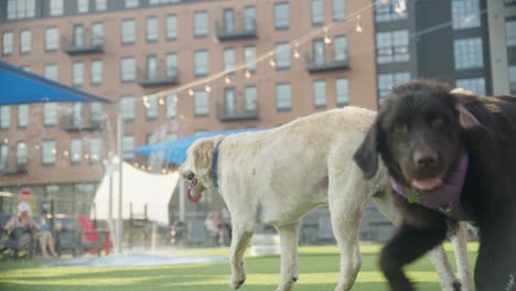 a dog tries to kiss the camera lens