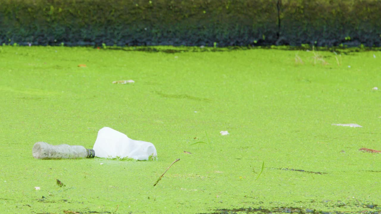 Plastic bottle drifts on green algae surface, polluted river, daylight, slow camera pan, environmental concern