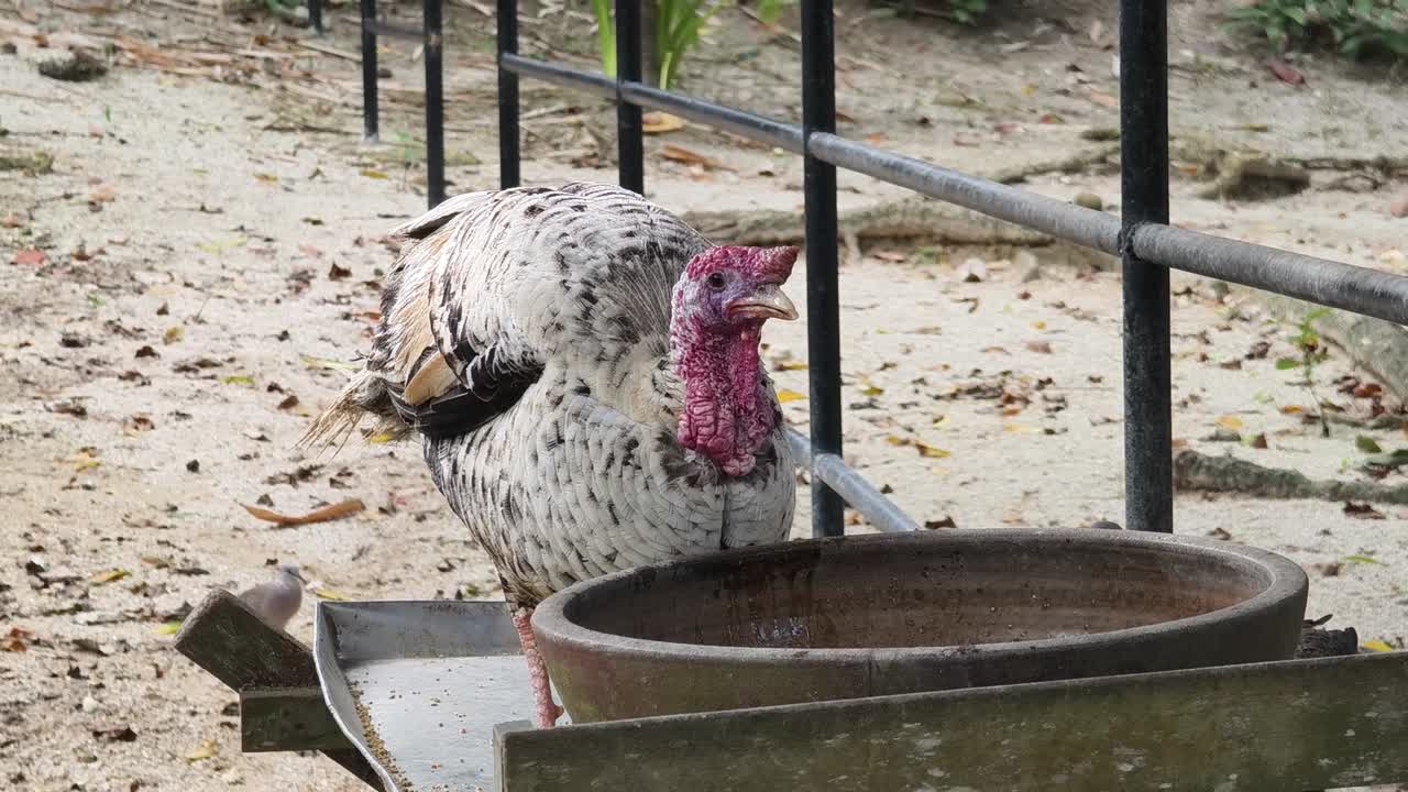 un pavo manchado come en una estación de alimentación