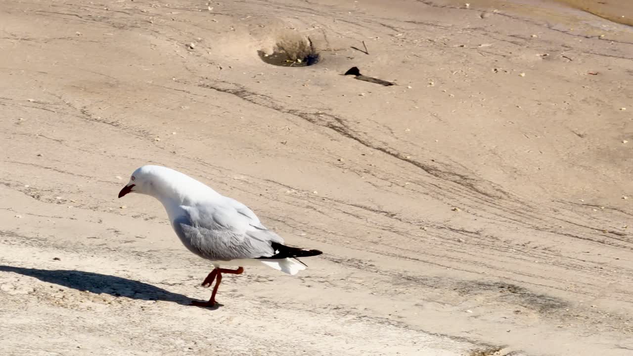 Silver gull eats ham on sandy riverbank, then flies over water in bright daylight