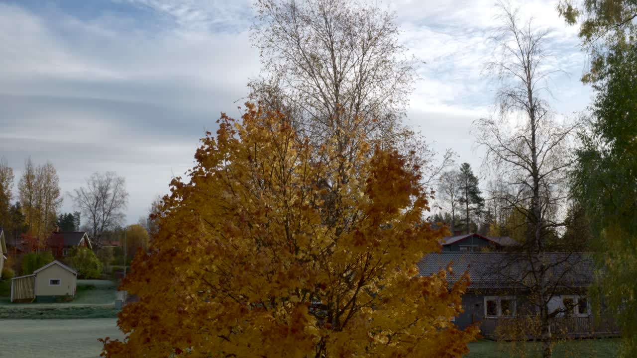 Yellow and orange maple leafs slowly falling from a tree