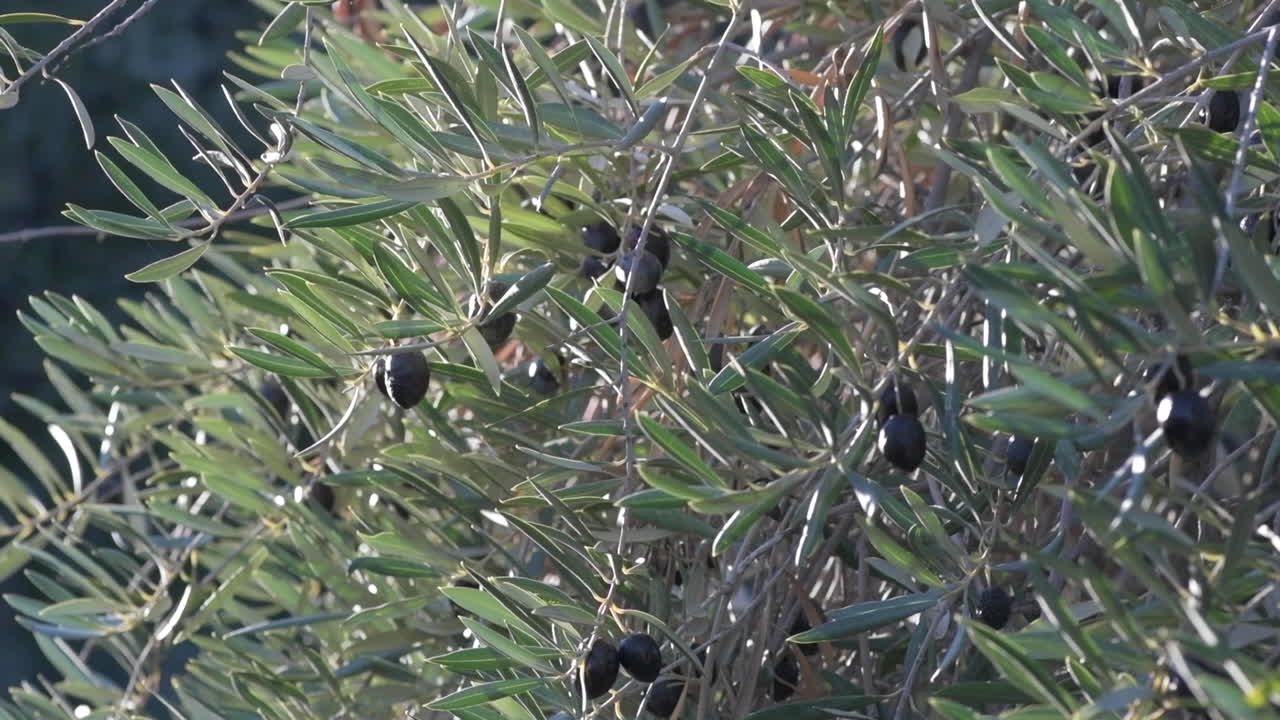 Slow motion of  Mediterranean Spanish olives growing in a tree in the late evening sun. shot in a selective focus to ad copy space