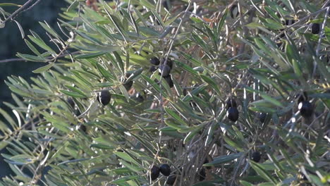 slow motion of  mediterranean spanish olives growing in a tree in the late evening sun. shot in a selective focus to ad copy space