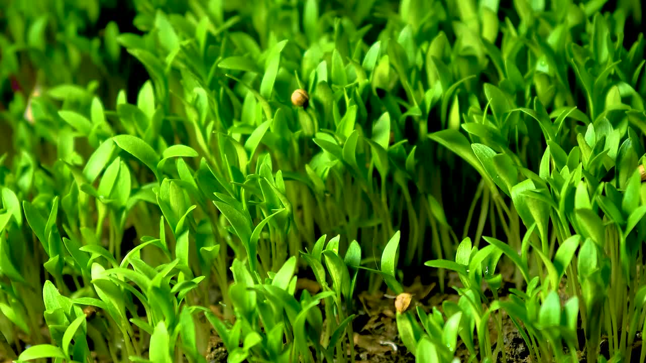 tiempo de crecimiento de la planta de cilantro en primer plano
