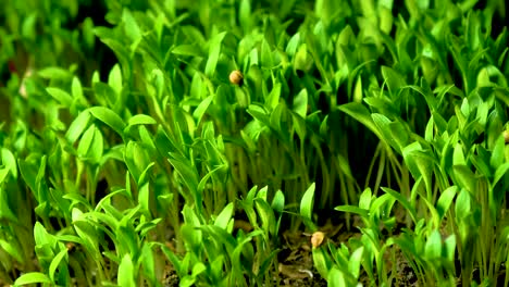 close-up-Timelapse-of-coriander-plant-growth