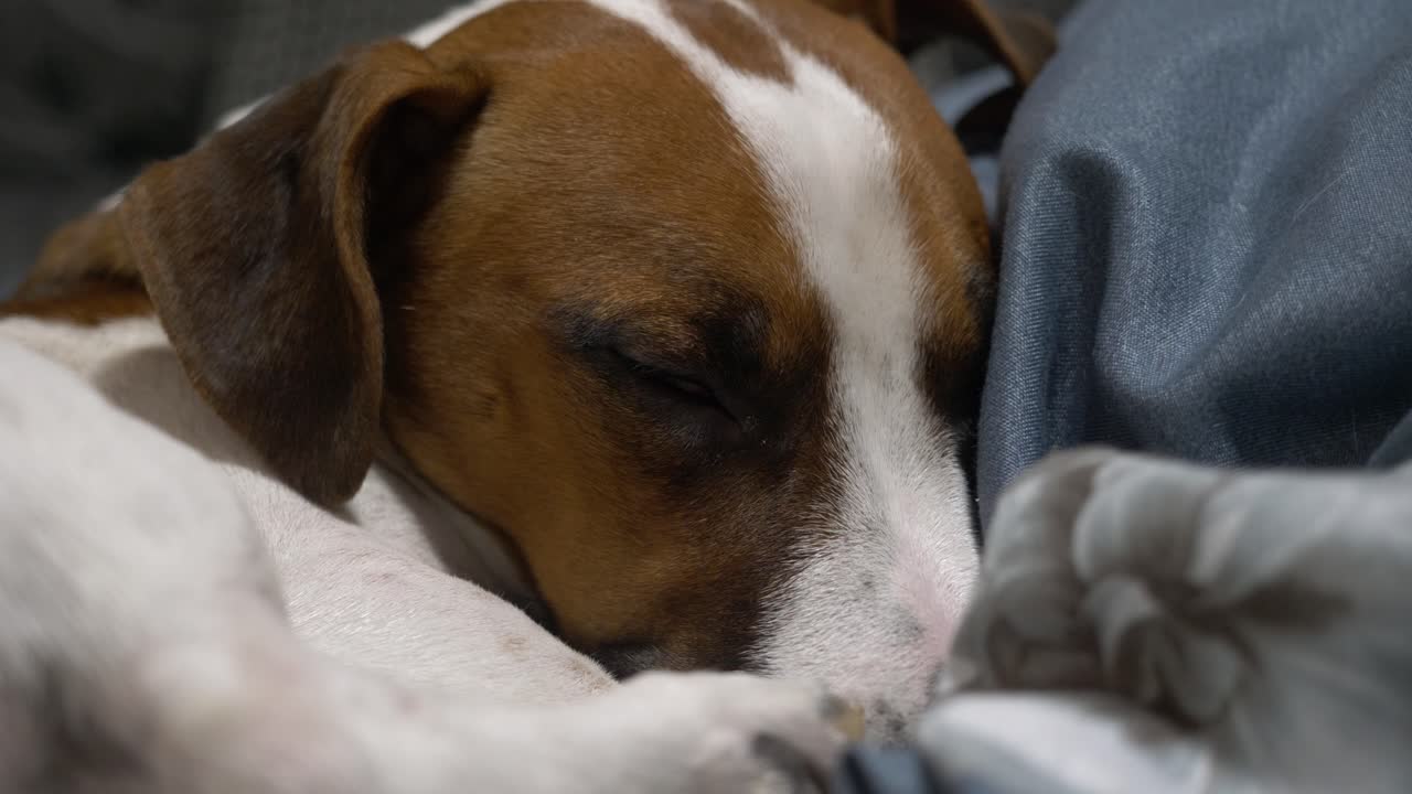 A peacefully sleeping dog rests comfortably. Gentle, calming scene of domestic animal relaxation