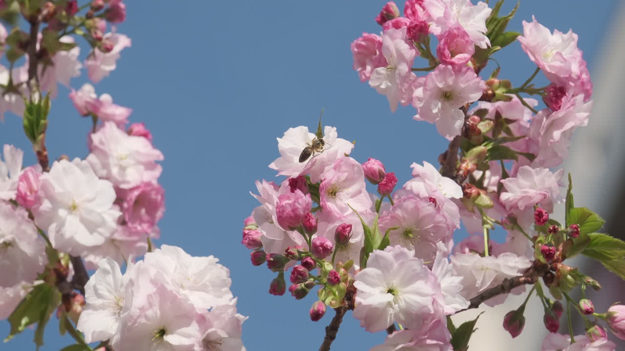 las delicadas flores de cerezo estallan en flor contra un cielo azul claro, anunciando la llegada de la primavera