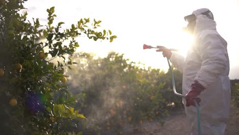 farmer spray insecticide, pesticide, pesticides or insecticides spraying on lemon trees agricultural field in spain