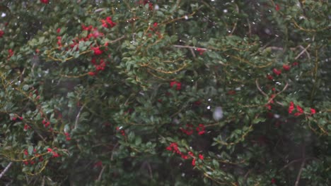 Falling-Snow-Flurries-Into-Holly-Tree-With-Red-Berries-Moving-In-The-Wind---Medium-Shot