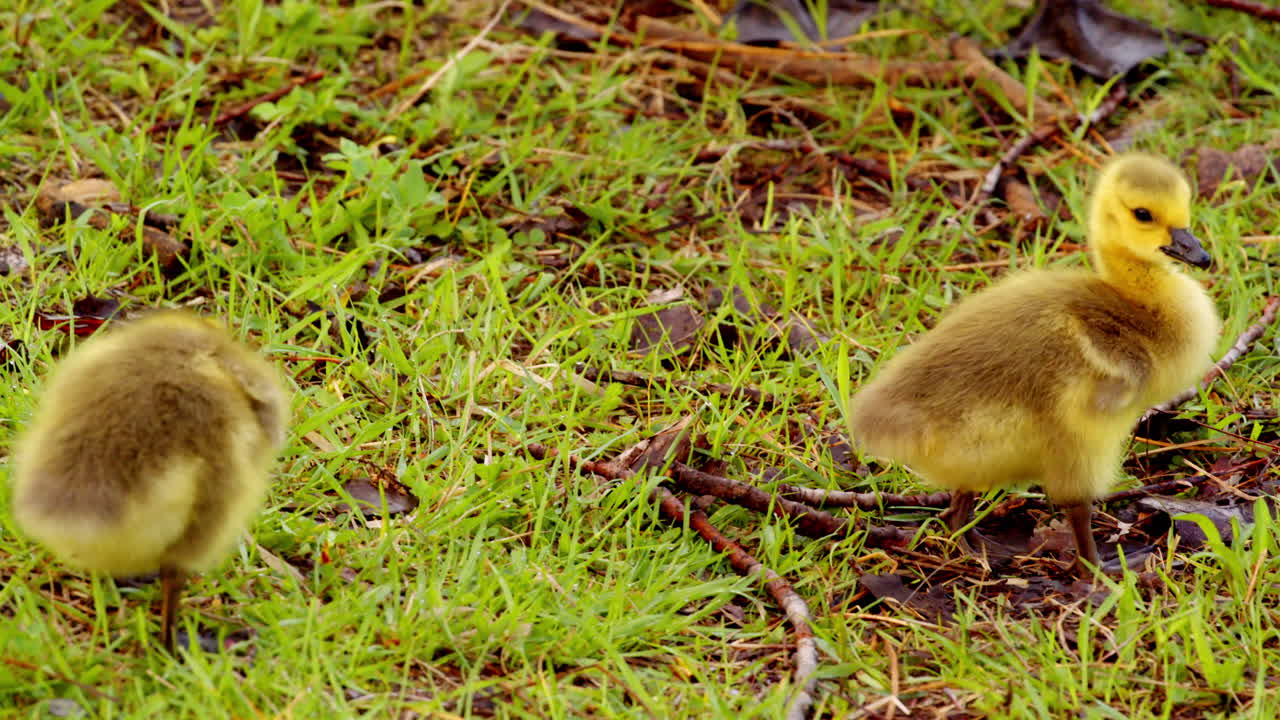 The first hours of life: goslings in slow motion as they walk, eat, and swim.