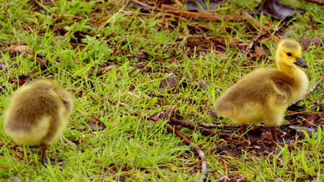 the first hours of life: goslings in slow motion as they walk, eat, and swim.