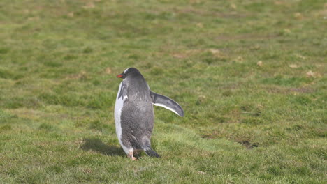 lonely penguin walking on grassland in landscape of south georgia island, slow motion