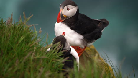 wild atlantic puffin seabird in the auk family in iceland.