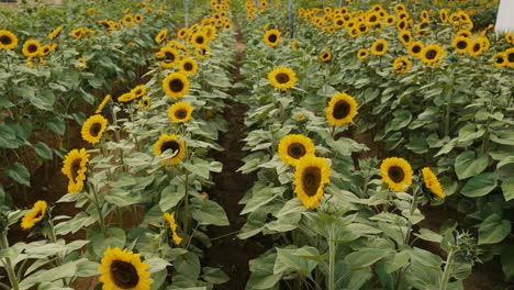 blooming flowers with dense green foliage on springtime in sunflower field