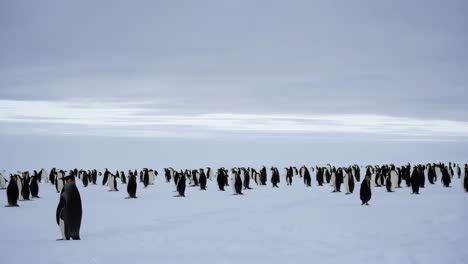 a colony of emperor penguins in a snowy landscape