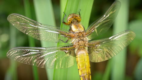 libélula posada en una hierba recién nacida, emergiendo de la larva y secándose silenciosamente en el viento