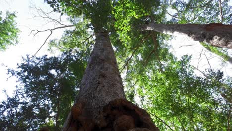 Camboya-Corona-De-árboles-Verdes