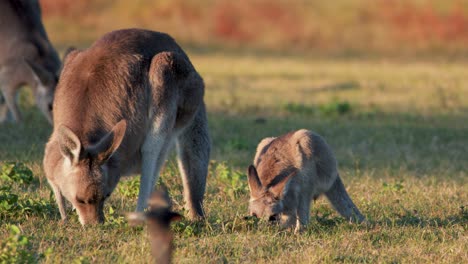 Adult kangaroo and young joey graze on grass in open field during golden sunset, with natural light and steady camera capturing calm wildlife behavior
