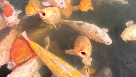 colorful koi fish swarm for food in water