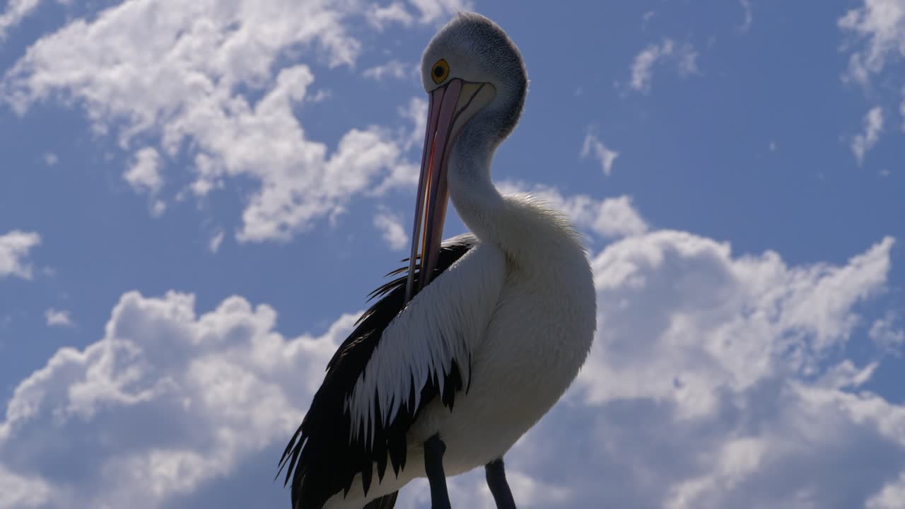 Closeup Of Australian Pelican Standing And Preening Its Feathers Against Sunny Blu Sky With Clouds. low angle shot