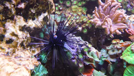 black long spine urchin at coral reef. diadema setosum is a species of long-spined sea urchin belonging to the family diadematidae.