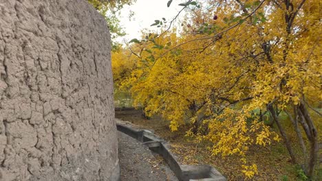 evening afternoon walking in a cloudy hazy day in pomegranate garden agriculture lane road stream flow water to feed orchard in iran yazd aqda arakan historical desert city in autumn golden color tree