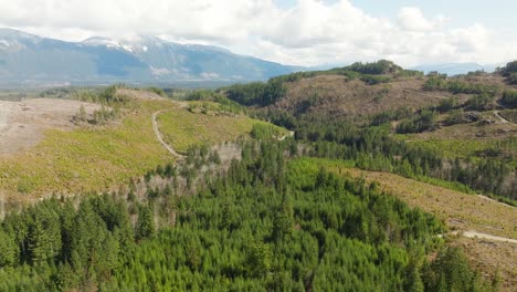 clearcuts in forests of the pacific northwest in british columbia canada
