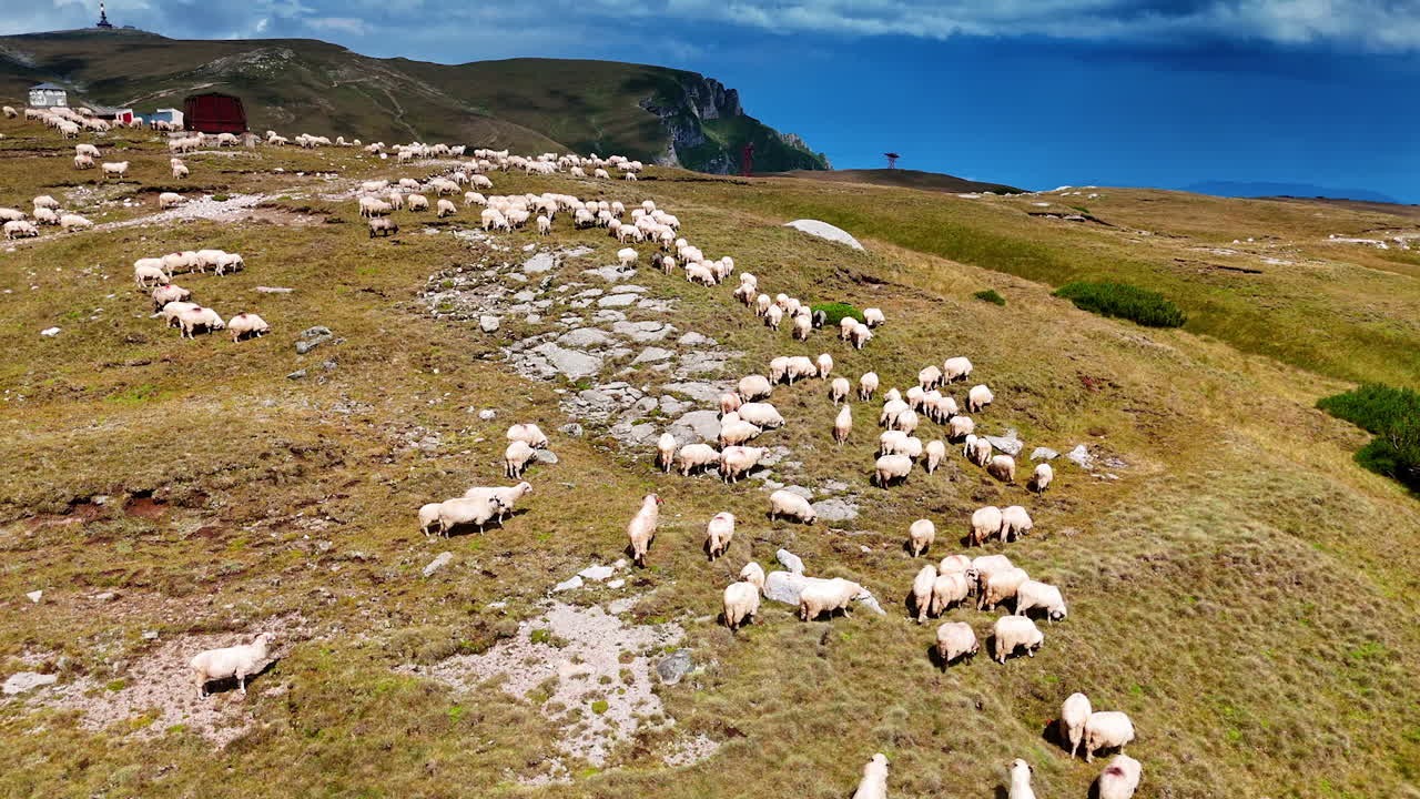 Flying over the mountain where the flock of white sheep grazing. Drone footage above the livestock pasture on sunny day