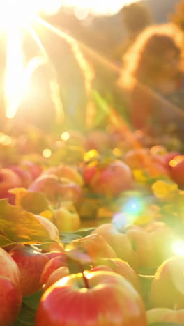 apple picking in sunny orchard during golden hour. families enjoy picking fresh apples in a scenic orchard as the sun sets, illuminating a bountiful harvest.