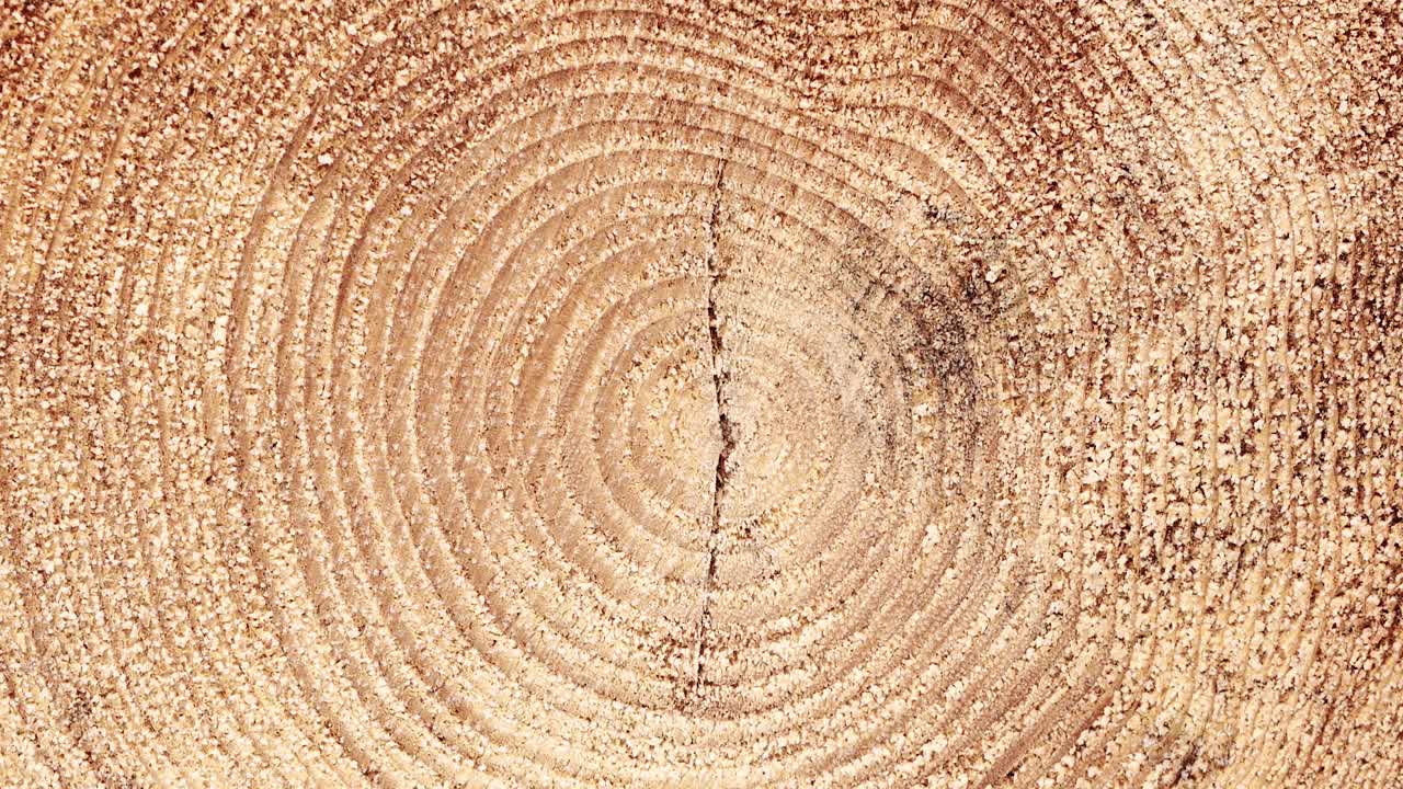 루마니아 산에서 잘린 소나무의 4k 안정 샷