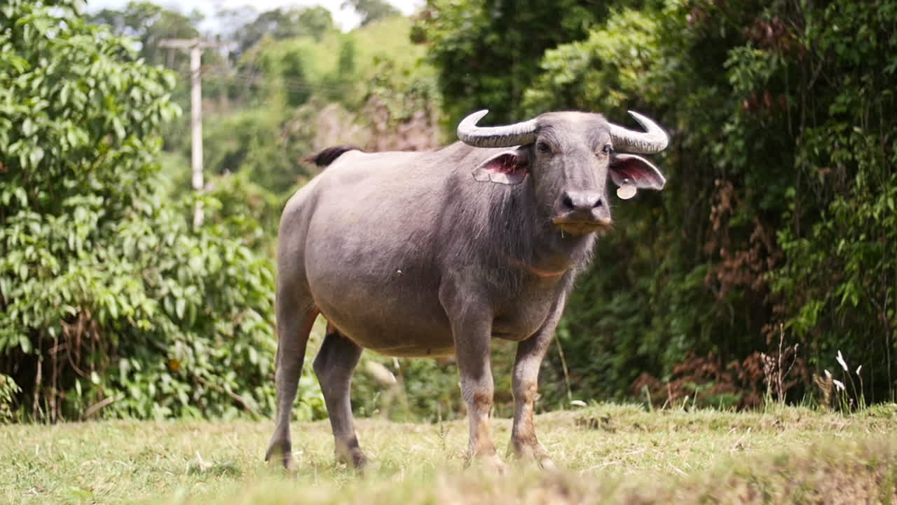 Water Buffalo in a Forest