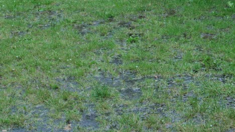 Primer-Plano-De-La-Caída-De-Gotas-De-Lluvia-De-Hielo