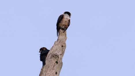 the black-thighed falconet is one of the smallest birds of prey found in the forests in some countries in asia