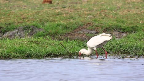 African-Spoonbill-Ibis-forages-for-food-in-shallow-water-near-shore