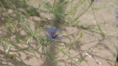 Looking-down-at-a-small-violet-flower-with-a-bee-walking-on-in