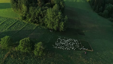 Schafherde-Weidet-Auf-Grünem-Grasland-Mit-Dichtem-Wald-Im-Hintergrund