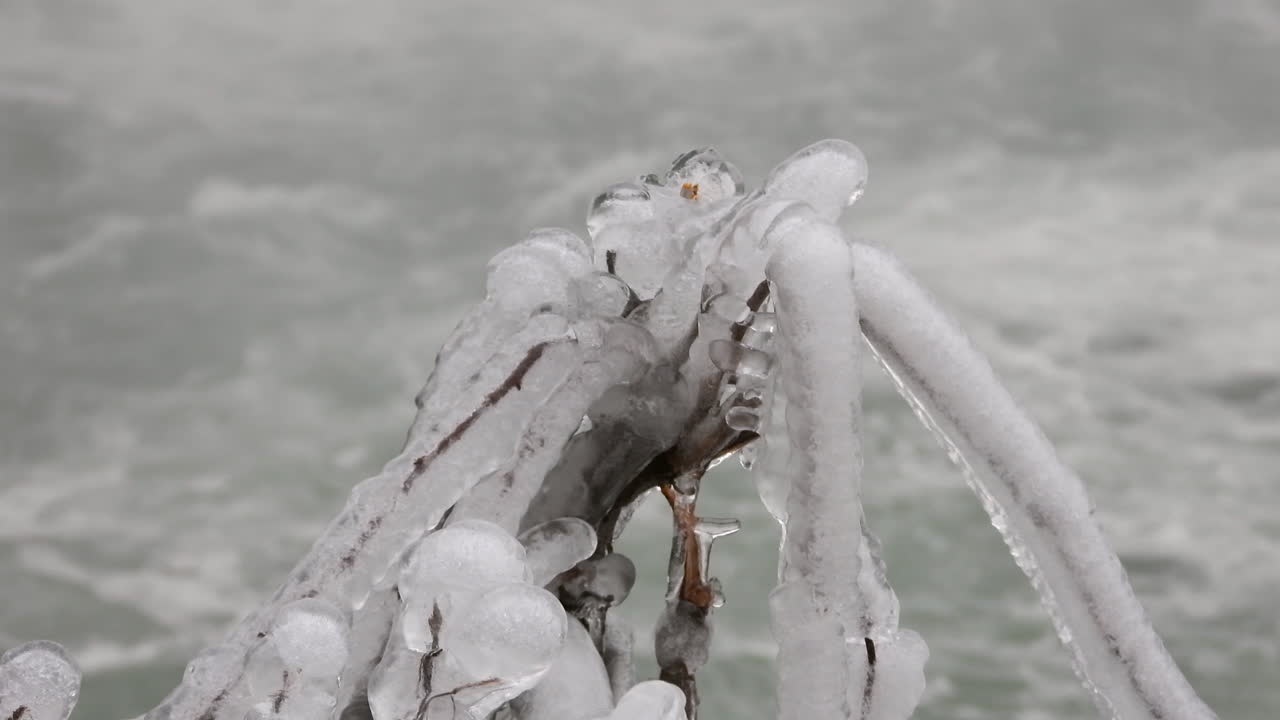 bella planta congelada frente al río frío en invierno