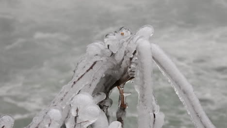 beautiful looking frozen plant in front of cold river in winter