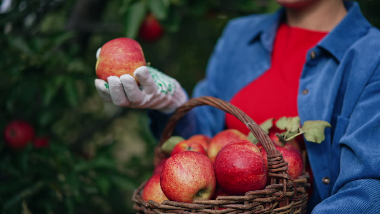Beautiful red juicy ripe apples picked into a basket. Unrecognized lady holding a basket looking through the organic fruit. Close up. Blurred backdrop.