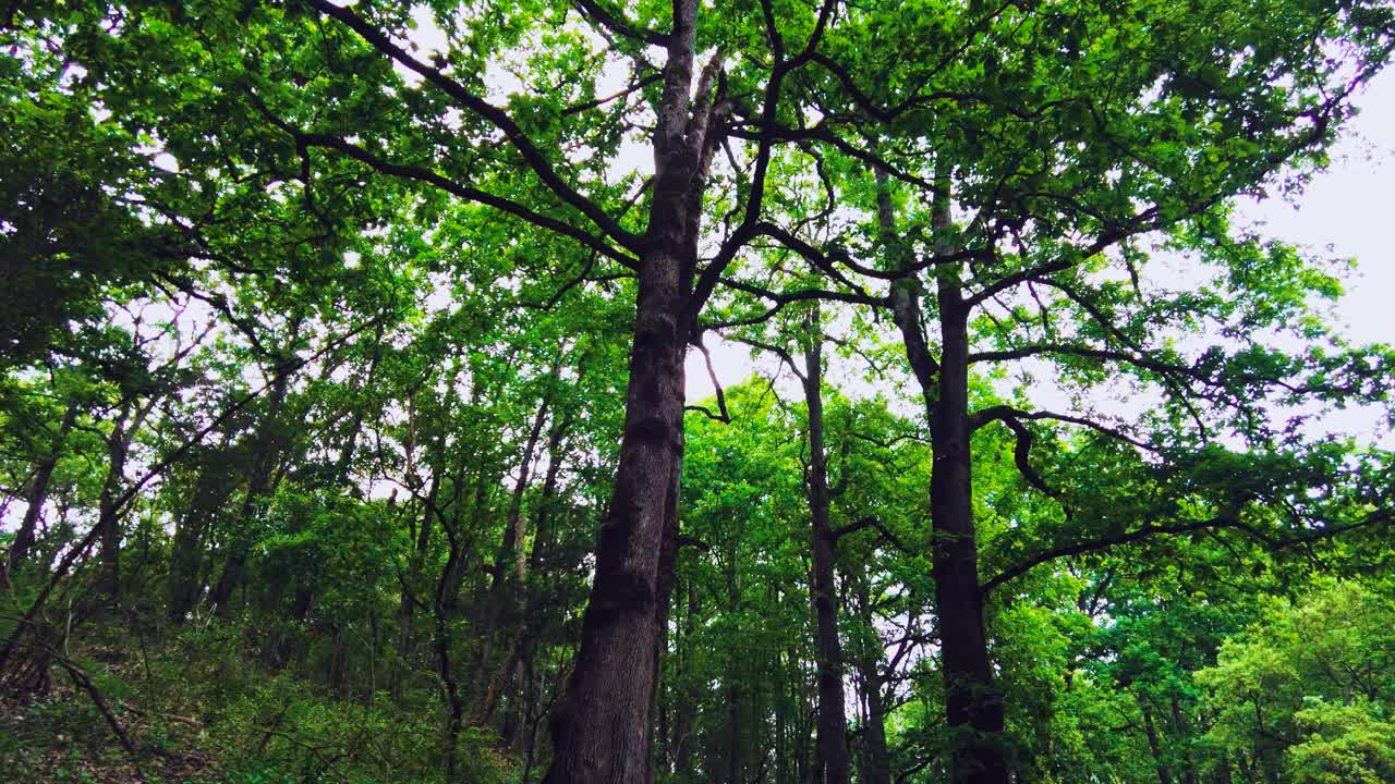 Forest Trees, Scenery spring forest, nature,tree and landscape, beautiful green forest. jijel Algeria Africa.