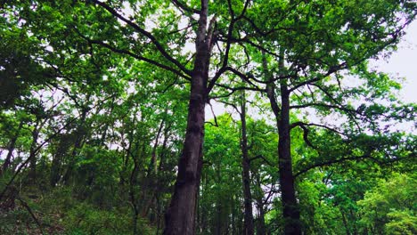 forest trees, scenery spring forest, nature,tree and landscape, beautiful green forest. jijel algeria africa.