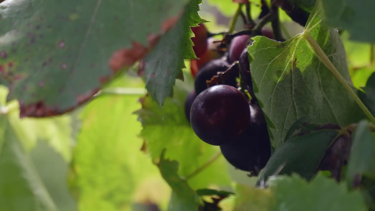 primer plano: uvas rojas de pinot noir en la vid, soplando en una ligera brisa