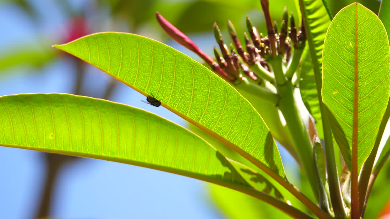 파리는 꽃이 피기 시작한 프랜지파니 관목에 가만히 앉아 있습니다.
