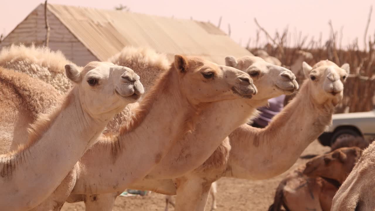 close up of camel standing together in the desert near Nouakchott, Mauritania
