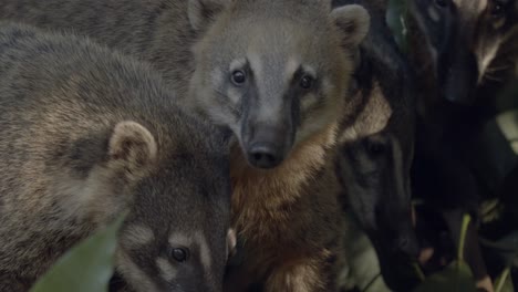 teleaufnahme einer gruppe südamerikanischer nasenbären, die sich auf einem ast im regenwald zusammengedrängt haben