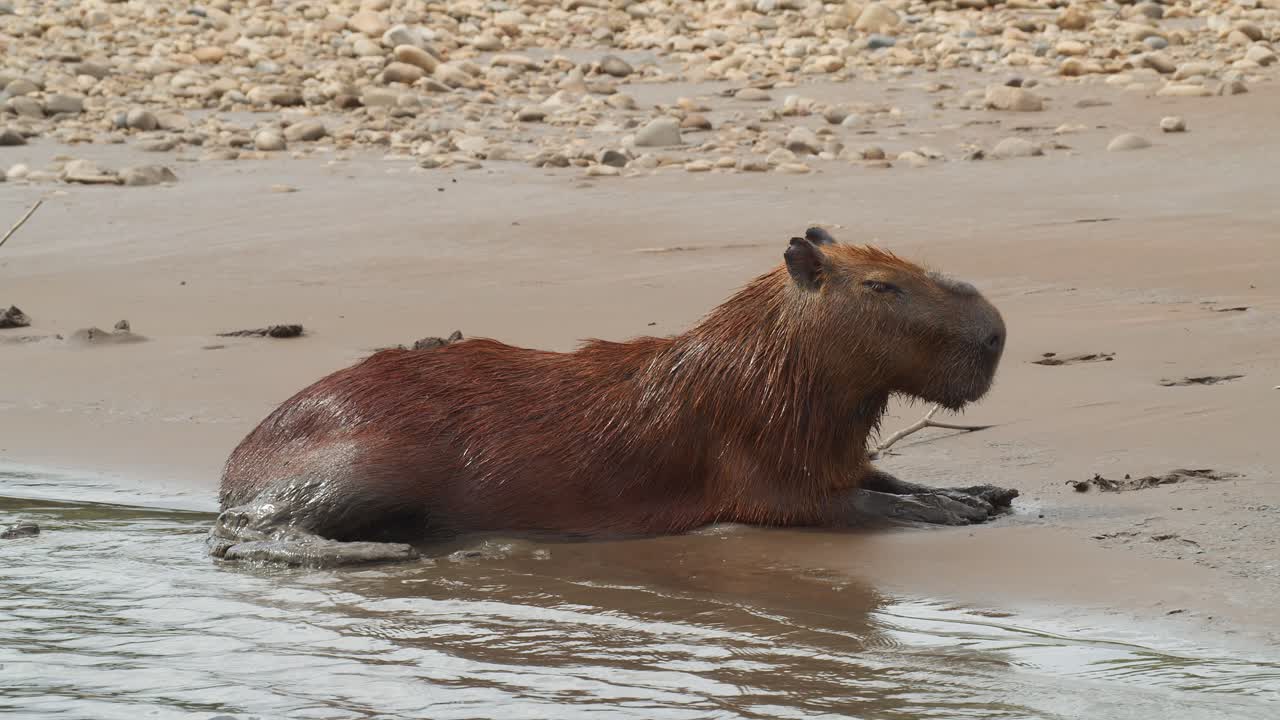 carpincho macho descansando en la orilla arenosa del río con pequeñas olas ondulantes