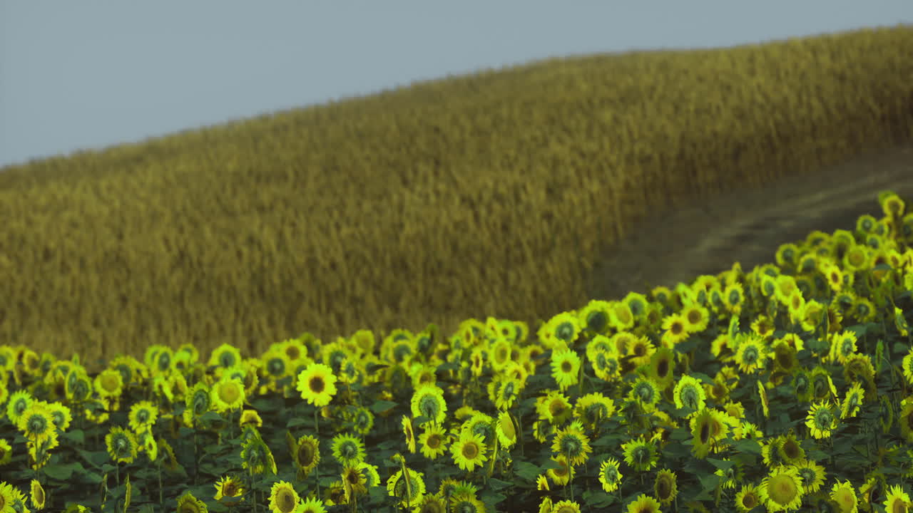 Vibrant sunflower field in bloom beside golden wheat landscape during daylight
